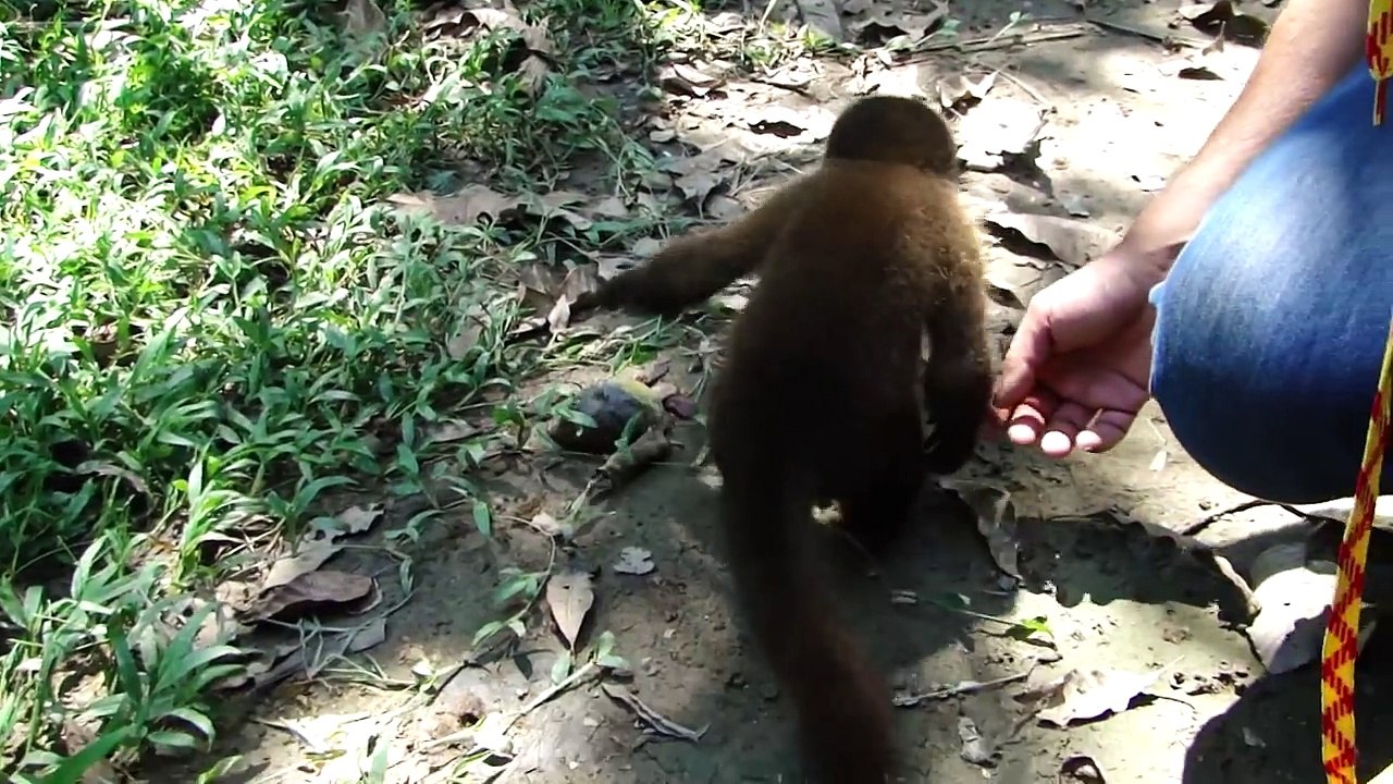 Super_cute_baby_monkey