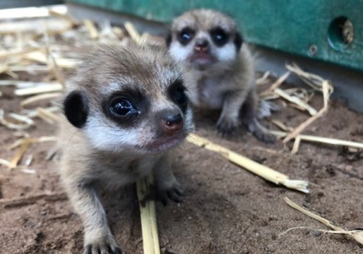 Taronga Zoo Welcomes Two Meerkat Pups to Family