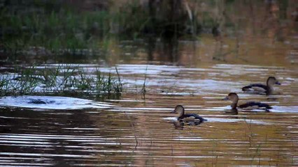 Whistling Duck