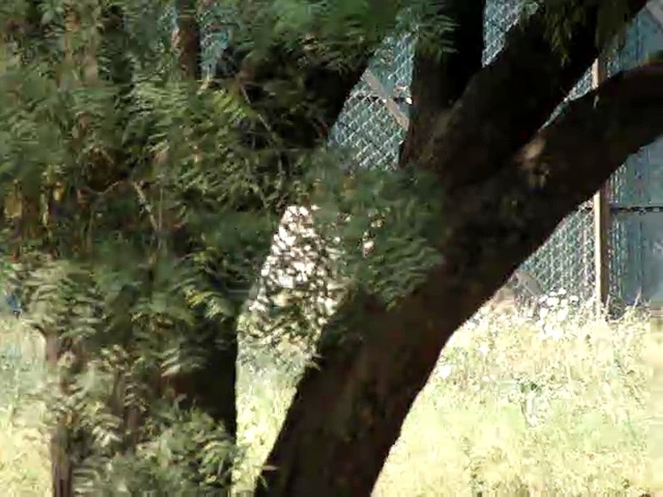 White Tiger - Zoological Park, New Delhi