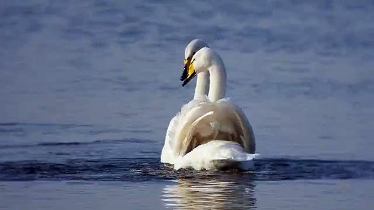Whooper Swan
