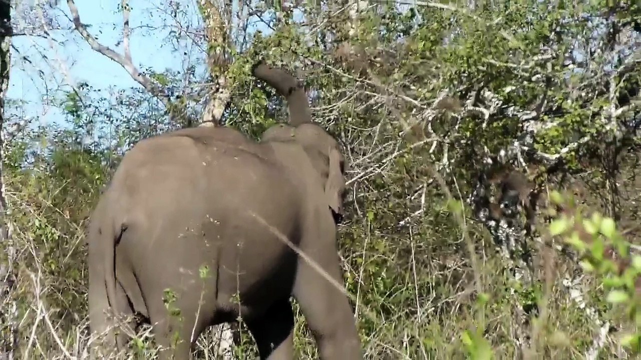 Wild Indian Elephant