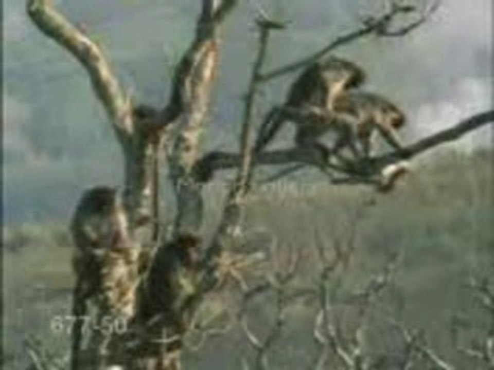 Kerd singe