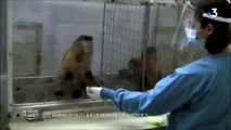 Un singe prouve que les animaux aussi détestent l'injustice dans 