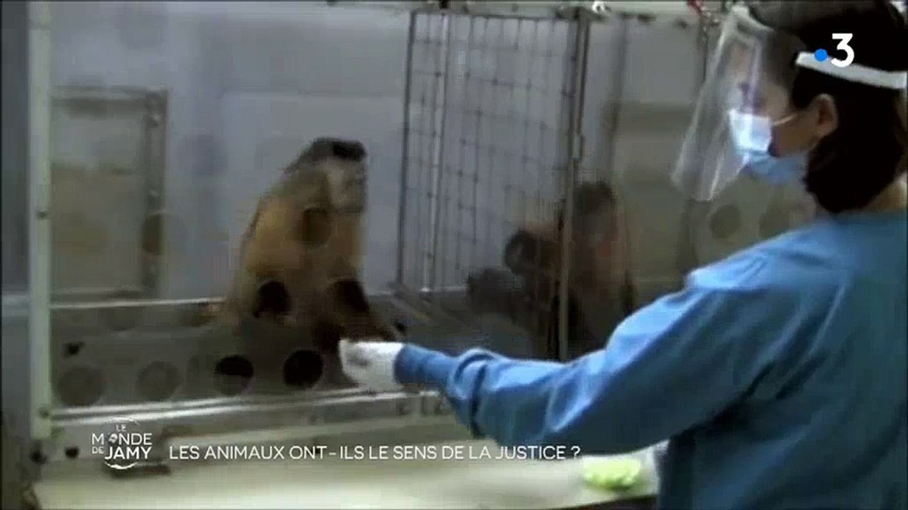 Un singe prouve que les animaux aussi détestent l'injustice dans "Le monde de Jamy" - Regardez