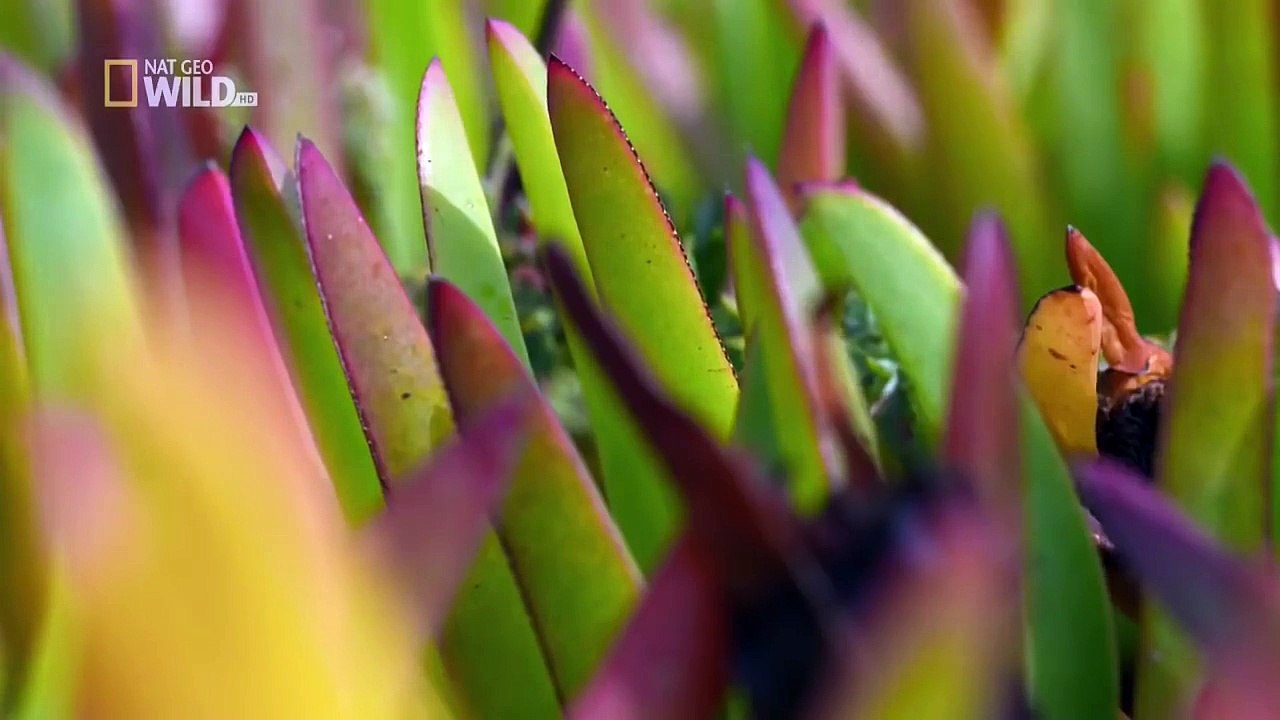 National Geographic - Морские гиганты - Азорских островов - Глубины океана