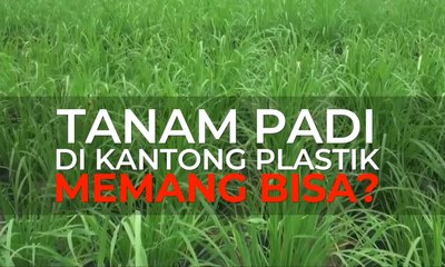 Tanam Padi di Kantong Plastik, Memang Bisa?