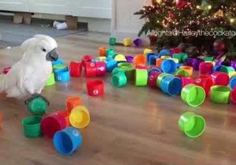 Harley the Cockatoo and Gizmo Are the Queen and King of Cups