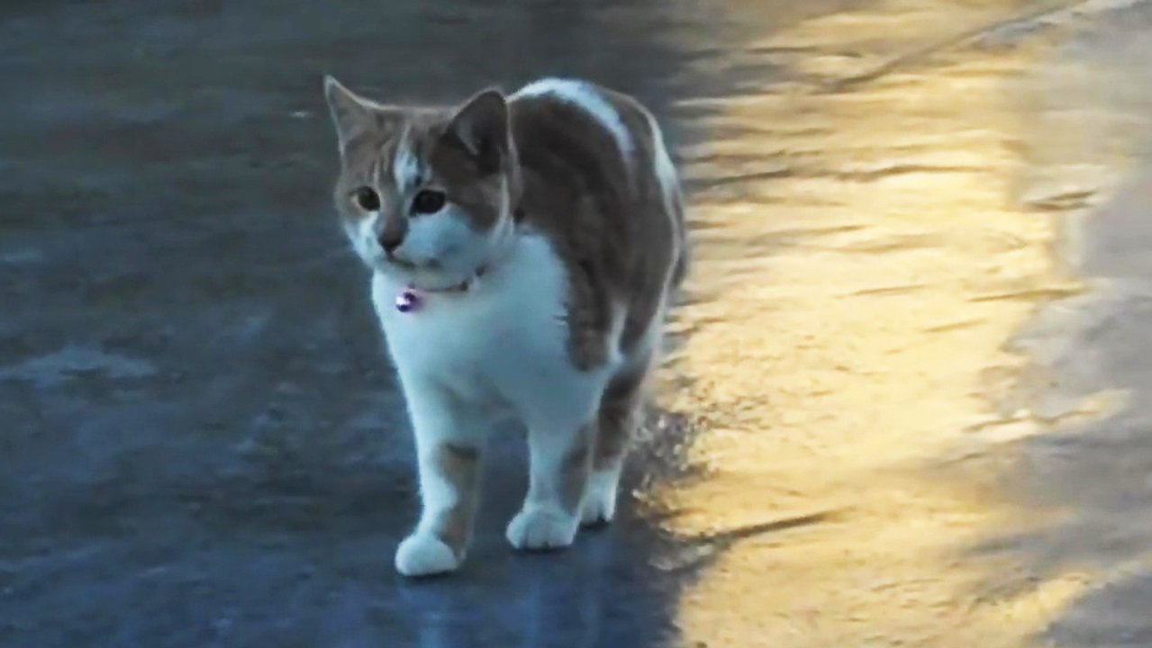 Un chat sur du verglas