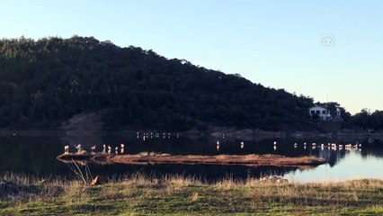 Şeytan Sofrası Lagünü'nü flamingolar renklendiriyor - BALIKESİR