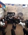 Herd of goats