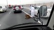 Tiger spotted on road in Doha, Qatar