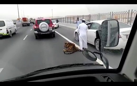 Tiger spotted on road in Doha, Qatar