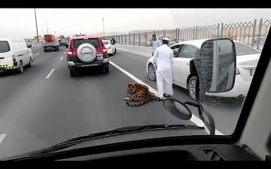 Tiger spotted on road in Doha, Qatar