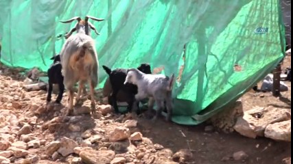 Mersin'deki 'Kıl Keçi' Projesi Meyvelerini Veriyor