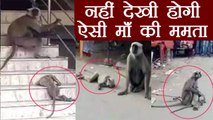 Bihar: Monkey की ममता देख आपका दिल पिघल जाएगा | वनइंडिया हिंदी