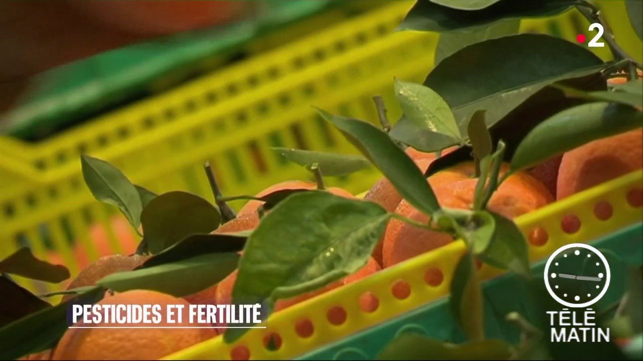 Santé - Fertilité des femmes : attention aux pesticides des fruits et légumes