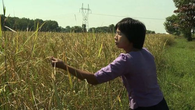 Mobile apps aid Myanmar’s farmers