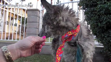 Elle pensait avoir sauvé un loup, mais pas du tout!