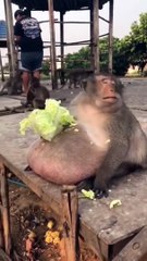 Ce singe obèse adore la salade... Mais pour quoi est-il gros alors???