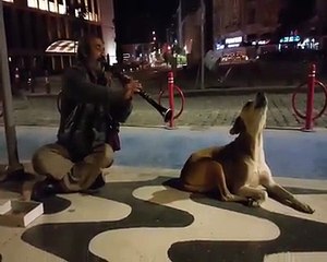 Acemikamera video sitesi - Efkarlı köpek