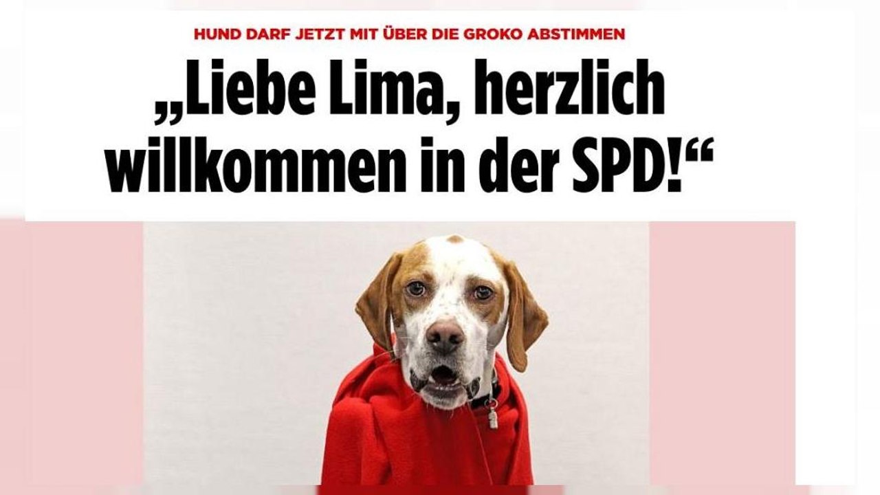 SPD-Mitgliedervotum: Auf den Hund gekommen
