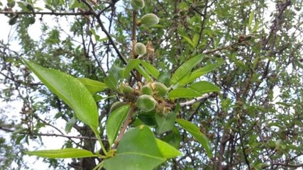 Datça'da Çağla Bademinde Hasat Zamanı