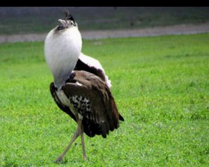 As 10 maiores aves do mundo