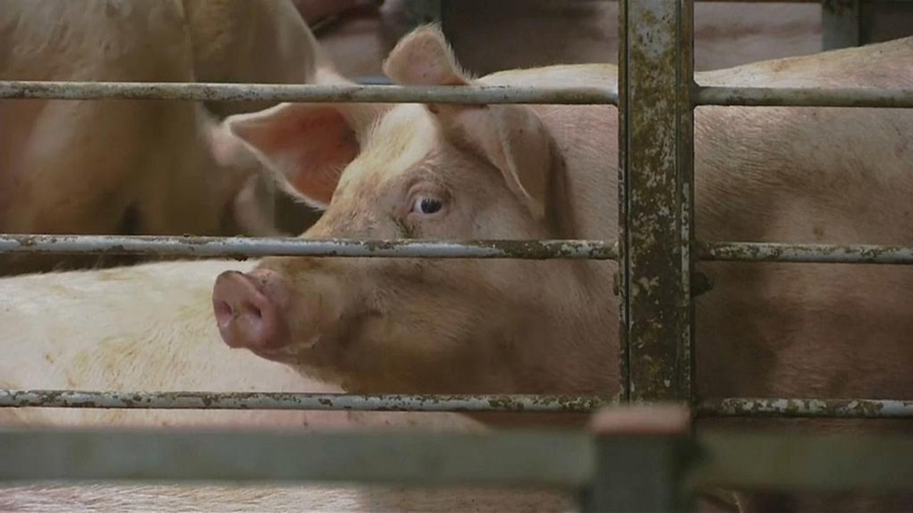 Peking investiert in riesige Schweinefarmen