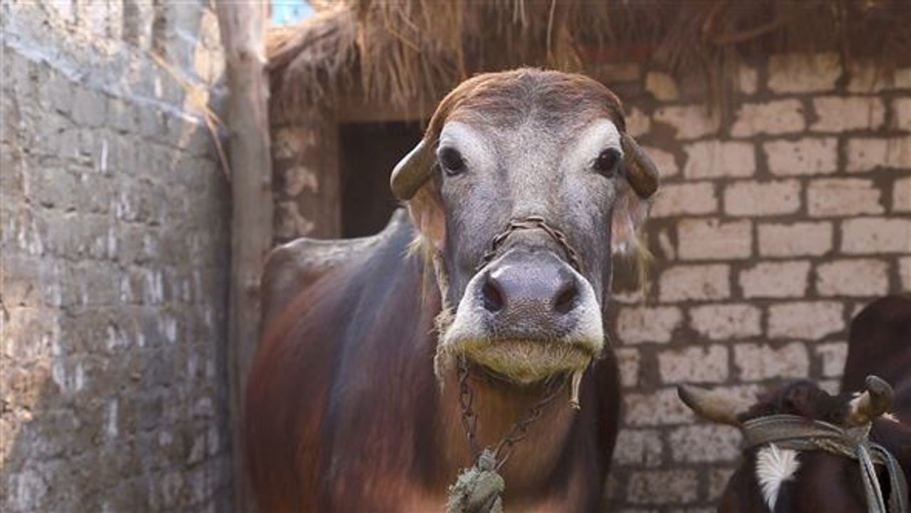 Energie in Ägypten: die große stunde der kuhfladen