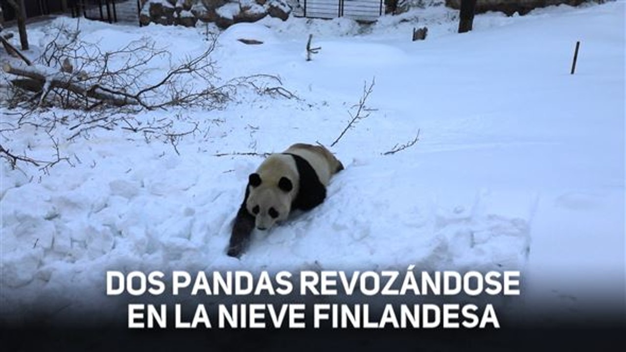 Dos nuevos inquilinos en un zoo de Finlandia