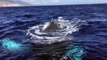 Humpback whale puts on show for tourists off the coast of Maui