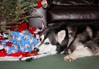 Malamute Can't Wait to Open His Christmas Gifts