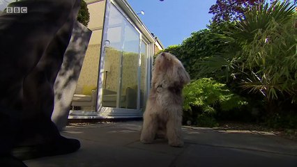 A dog's eyebrows can influence how quickly it finds a new home.