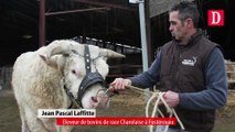Le taureau Jackpot au Salon de l'agriculture