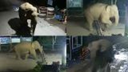 Wild elephant goes on a two-hour walk around China-Laos border
