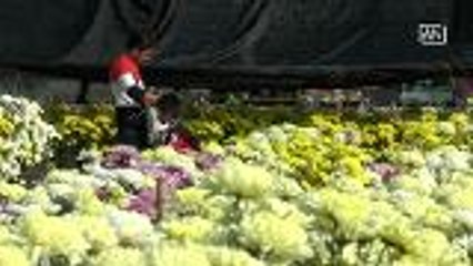 Flower field ready for Valentine's Day