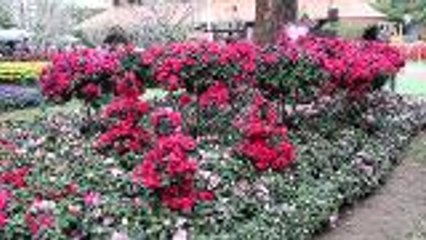 Floral exhibition opens in northearn Thailand