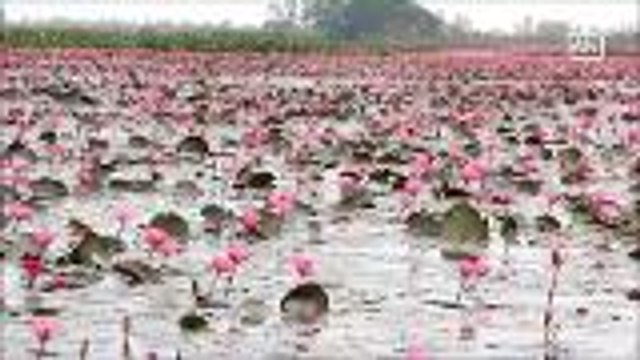 Boat ride amidst lotus-filled lake