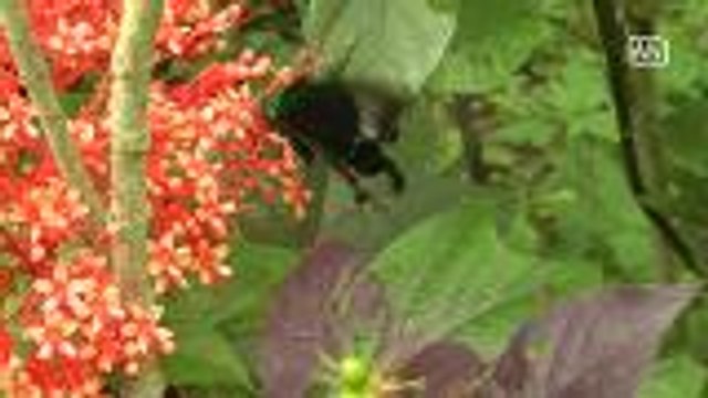 ASEAN Scoop: Laos' first butterfly farm welcomes tourists