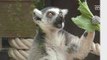 Zoo in southern Thailand introduces lemurs for first time