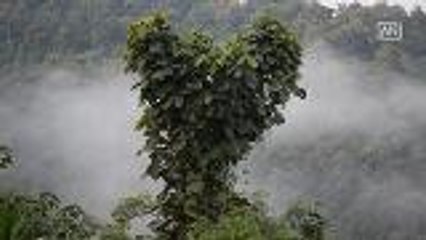 Download Video: Peculiar tree attracts tourists during holiday season