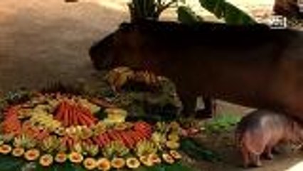 Thai zoo welcomes latest addition with big party