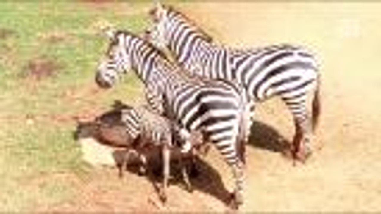 Zebra newborn welcomed at Thai zoo awaiting new...