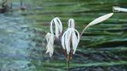 Phang Nga's "water onions" in full bloom