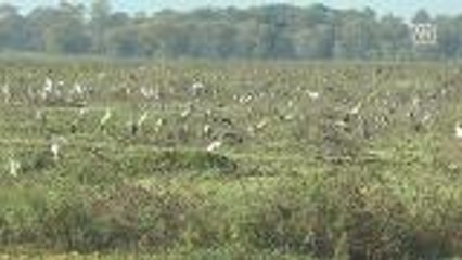 Migratory birds appearing in Buriram at the beginning of the cold season