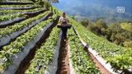 Chiangmai's strawberry terrace a popular tourist destination