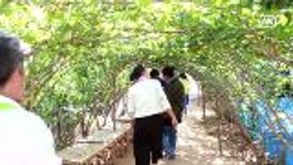 Mulberry tunnel becomes new tourist site in northeastern Thailand