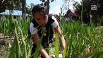 School embarks on flower growing project