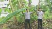 Students invent portable banana leaf pruner